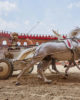 camping en Vendée Puy du Fou