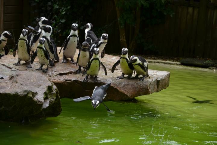 manchots zoo des sables