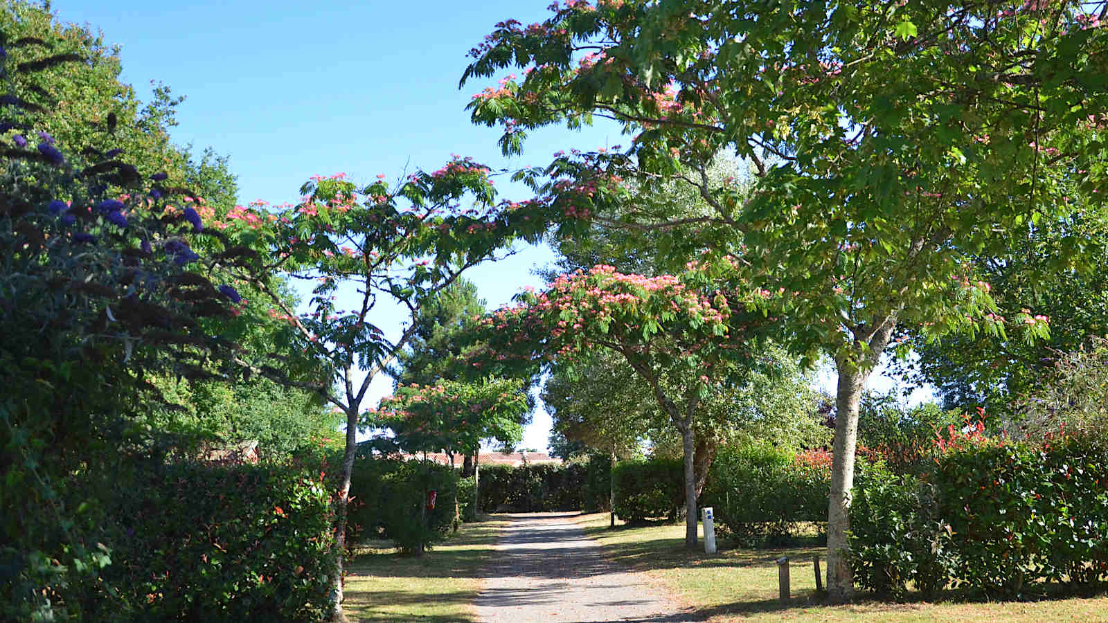 Allée arborée dans un camping calme en Vendée proche des Sables d’Olonne