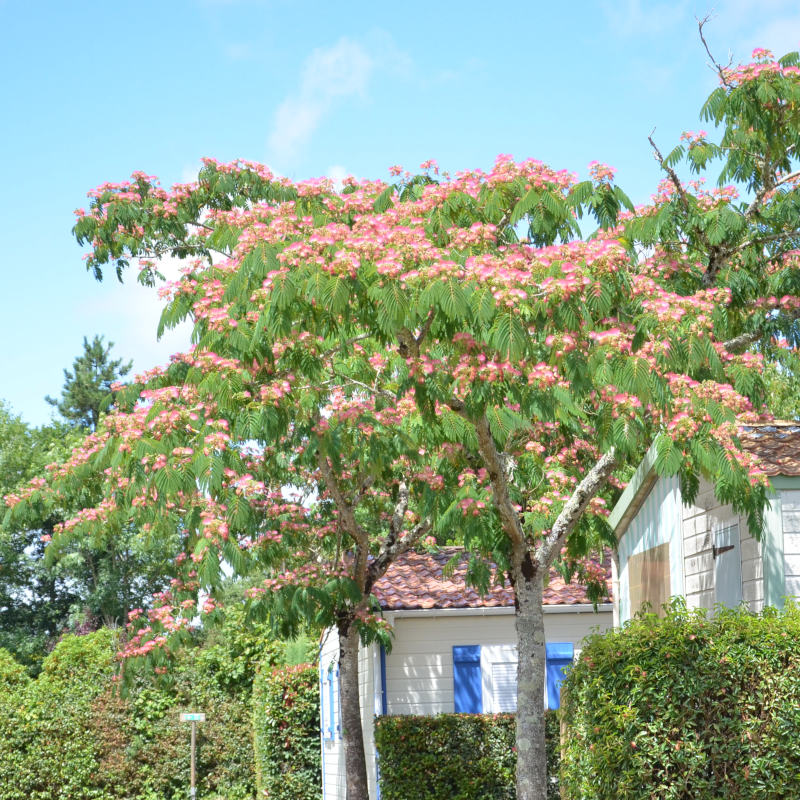 Mobil-home avec arbre en fleurs dans un camping calme en Vendée